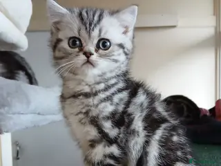 British Shorthair cats Bsh.Silver Classic Tabby. GCCF. - Advert 6