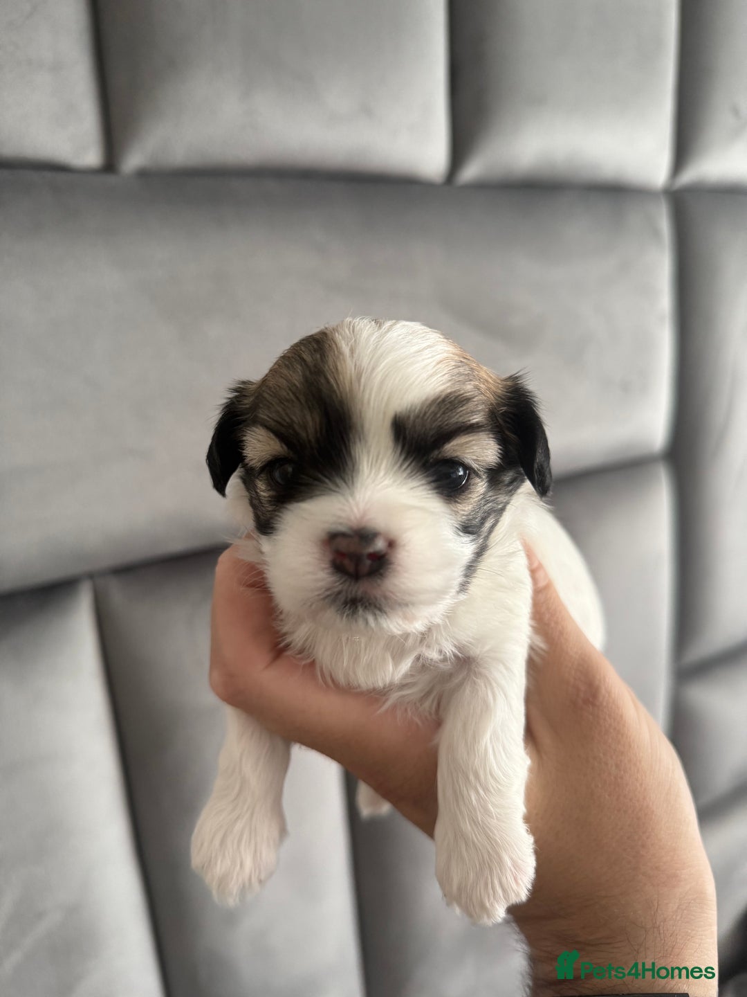 Maltipoo dogs for sale: Stunning Tiny Korean Maltipoo’s PRA clear 🧬  - Image 4