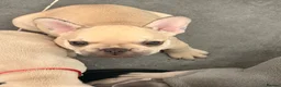 French Bulldog dogs for sale: 🐾 French Bulldog Puppies – ready for new homes 🐾 in Crawley - Advert 9