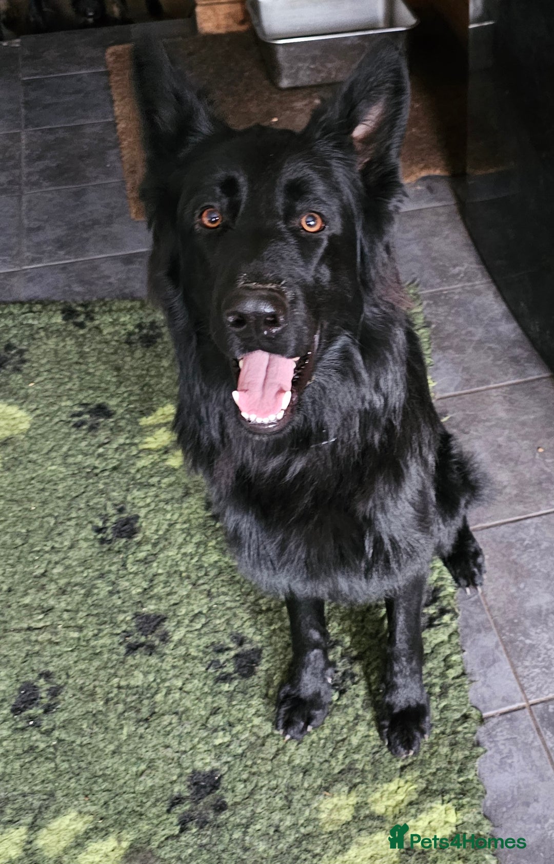 German Shepherd dogs for sale: German Shepherd  - Image 1