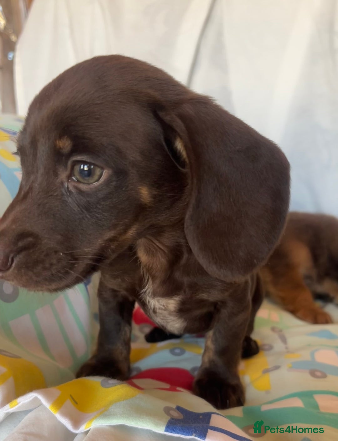 Miniature Dachshund dogs for sale: Miniature dachshund **updated  - Image 19