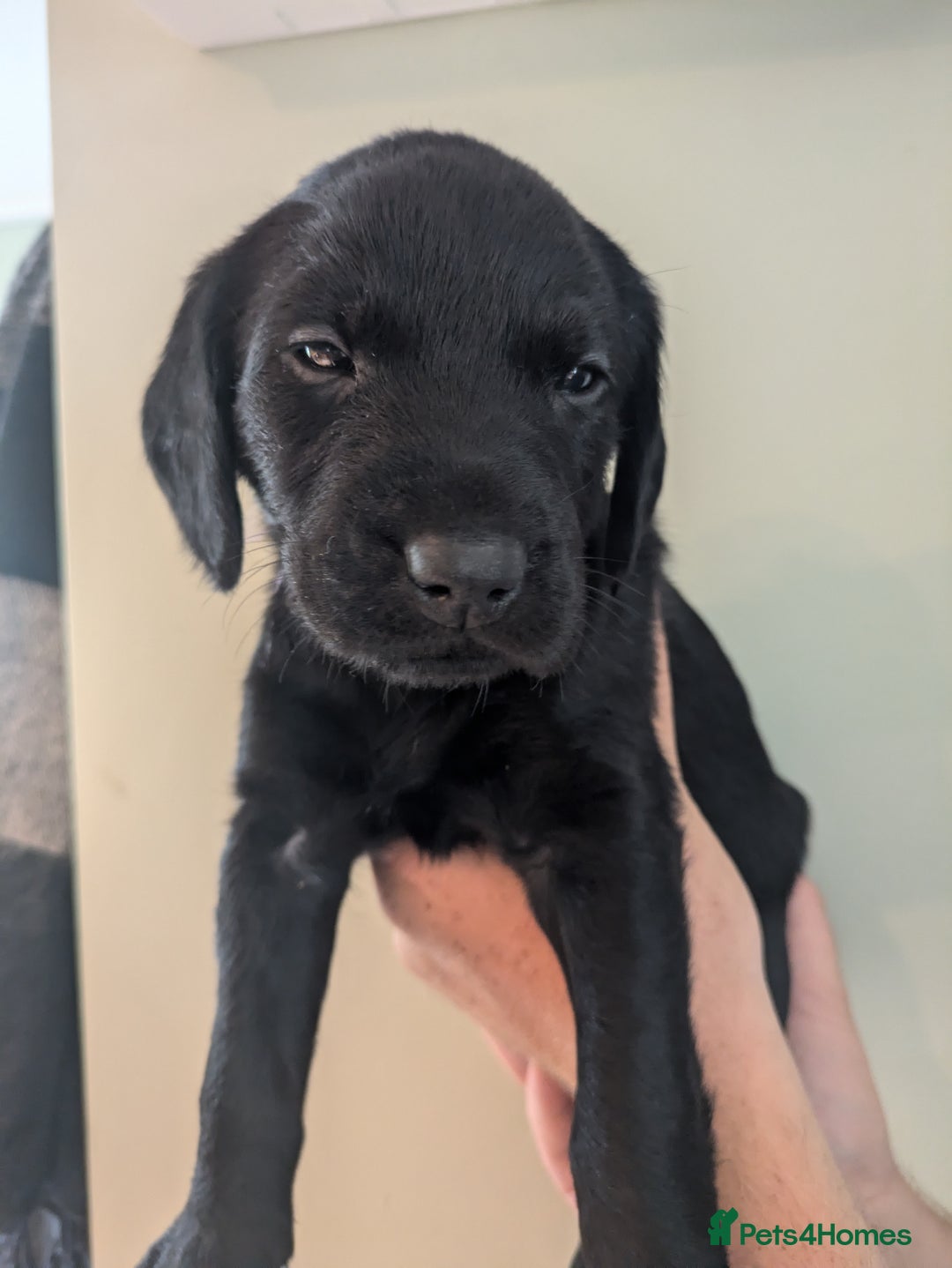 Springador dogs for sale: Springador puppies  - Image 15