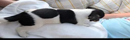 Jack Russell dogs for sale: Jack Russell Puppies for Sale - Advert 20