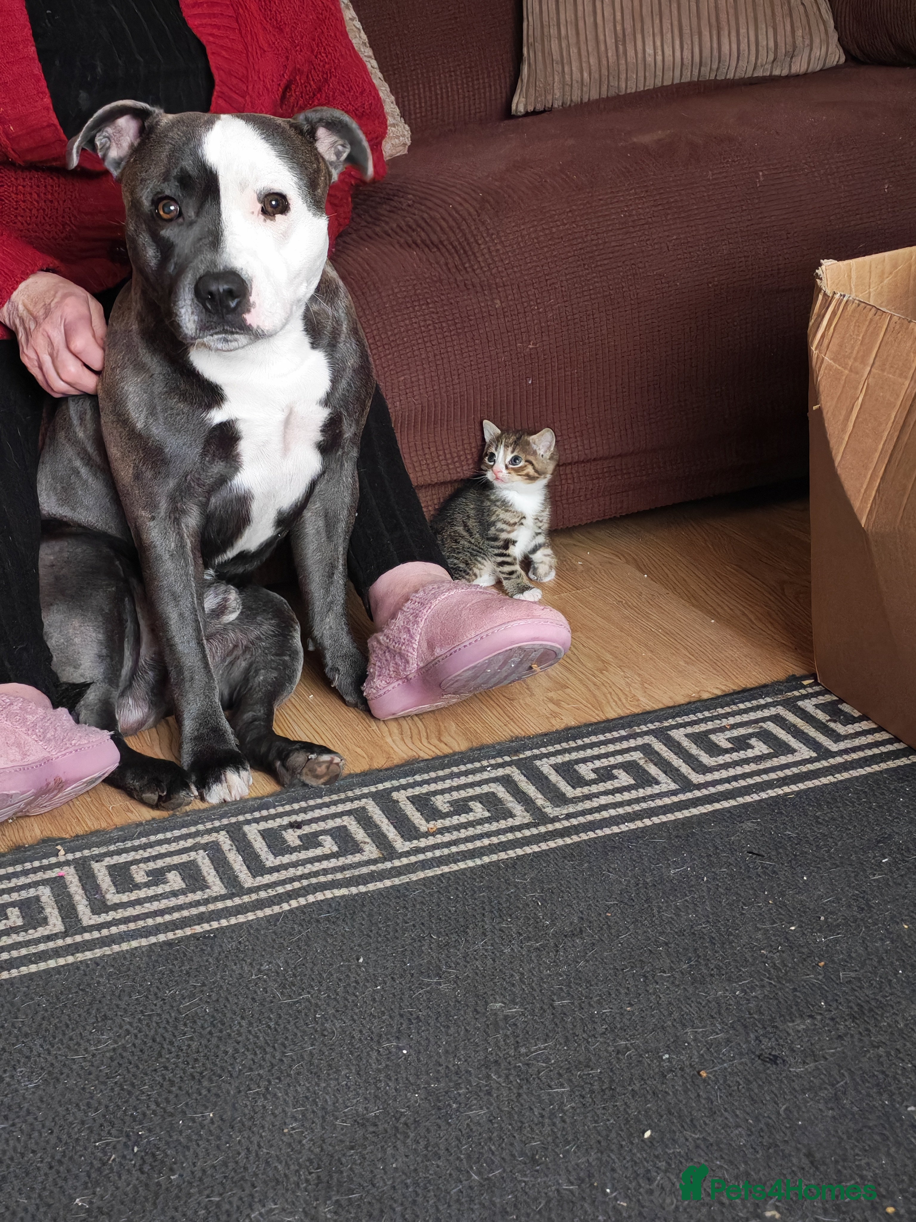 Staffordshire Bull Terrier dogs 2 year old staffy - Advert 21