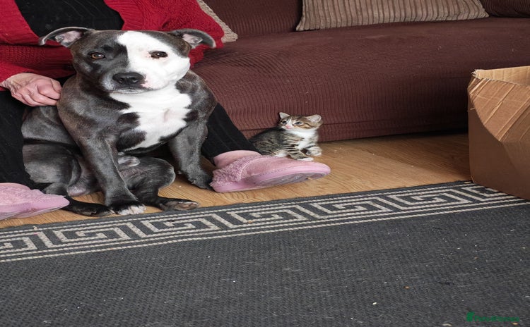 Staffordshire Bull Terrier dogs - Advert 1