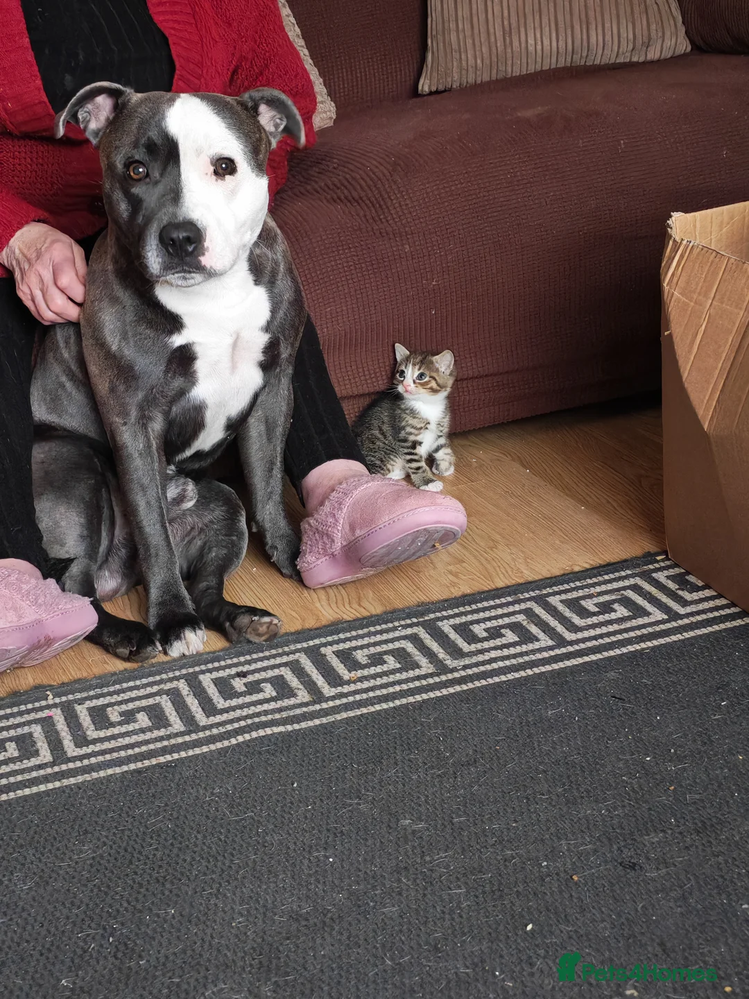 Staffordshire Bull Terrier dogs for sale: 2 year old staffy - Advert 1