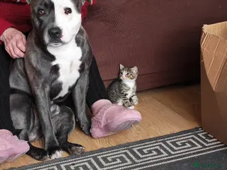 Staffordshire Bull Terrier dogs 2 year old staffy - Advert 21