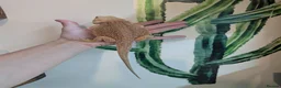 Bearded Dragon reptiles for sale: Female Genetic Stripe Dunner Bearded Dragon - Advert 2