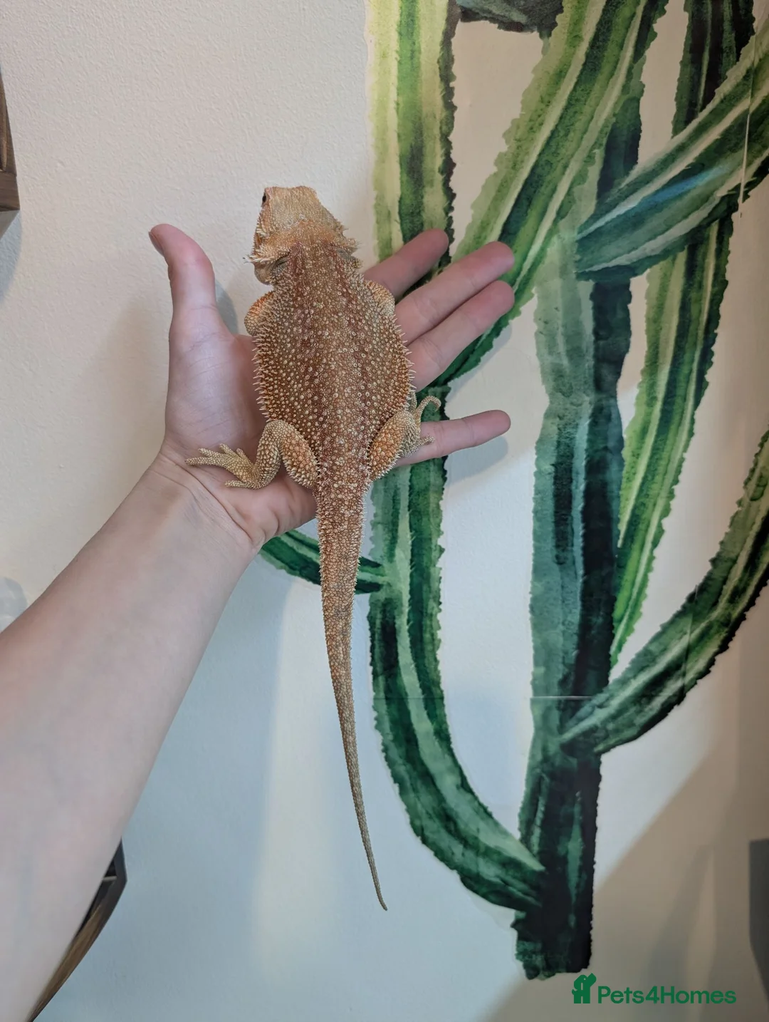 Bearded Dragon reptiles for sale: Female Genetic Stripe Dunner Bearded Dragon - Advert 2