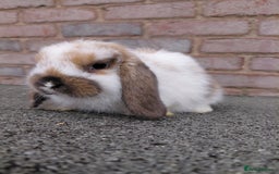 Mini Lop rabbits for sale: Mini Lop babies. Bucks only - Image 7