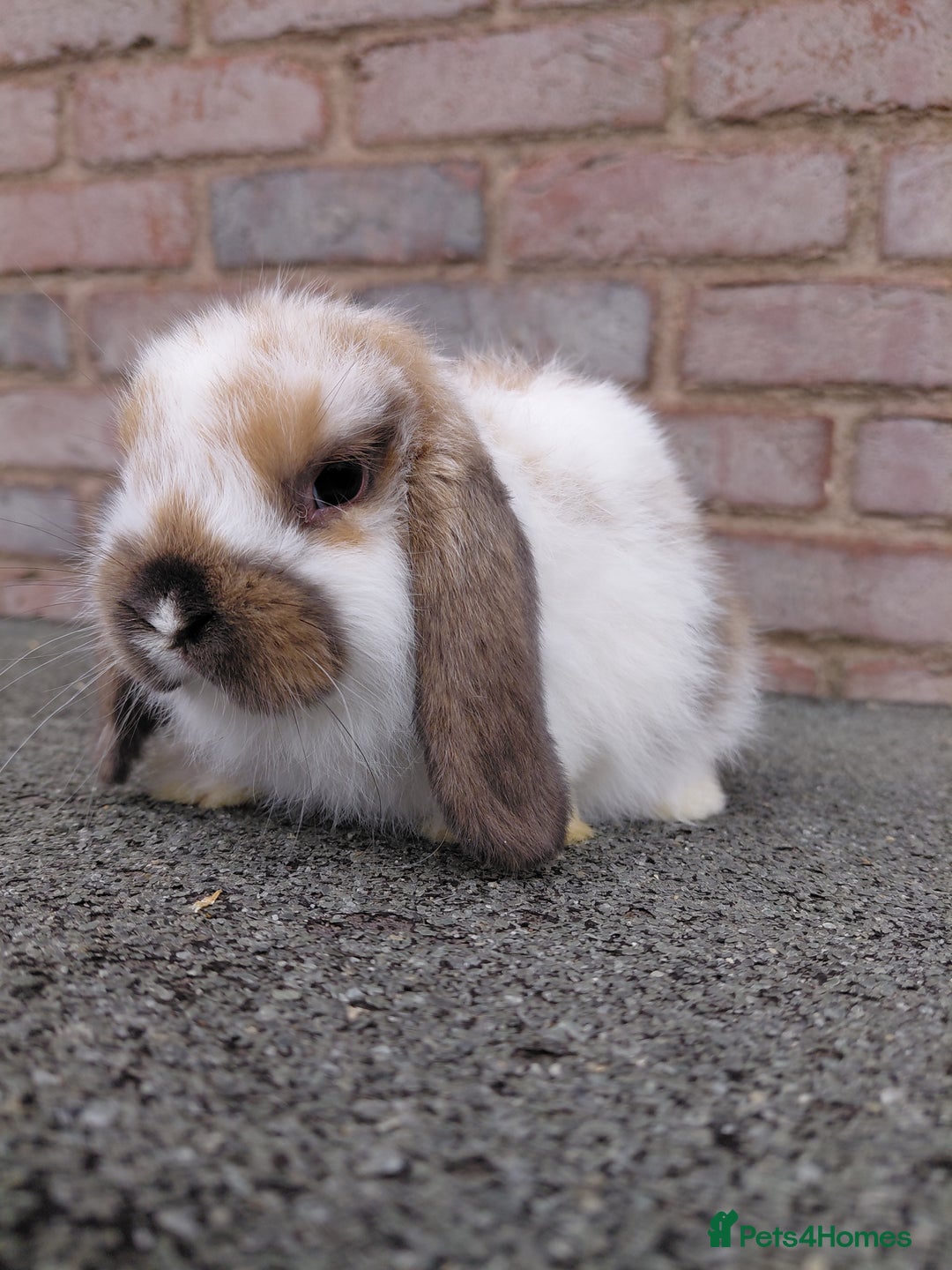 Mini Lop rabbits for sale: Mini Lop babies. Bucks only - Image 7