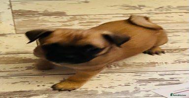 Mixed Breed dogs - Advert 1