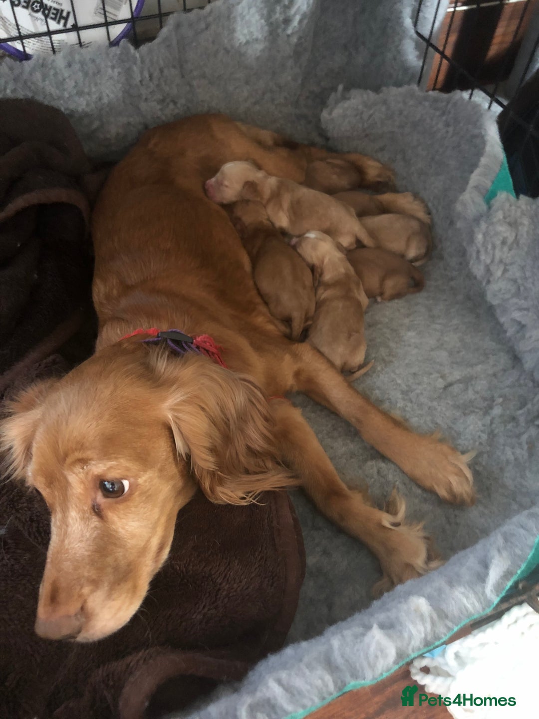 Cocker Spaniel dogs for sale: Kc cocker spaniels  - Image 1