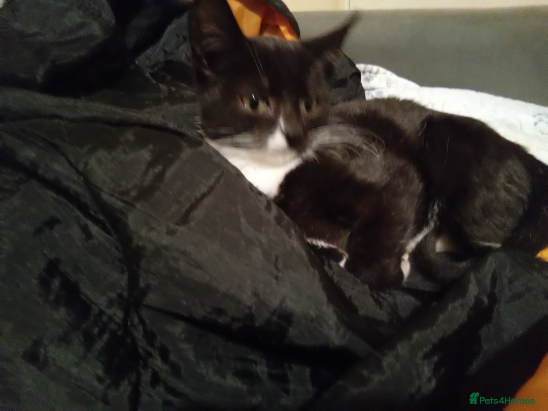 Mixed Breed cats for sale: Persian mix kittens and  father - Advert 6