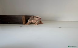 English Bulldog dogs for sale: 🏡 Ready to leave this Sunday 27.07.25 🏡 in Crawley - Image 23