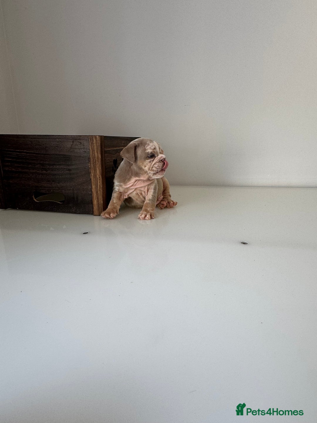 English Bulldog dogs for sale: 🏡 Ready to leave this Sunday 27.07.25 🏡 in Crawley - Image 23