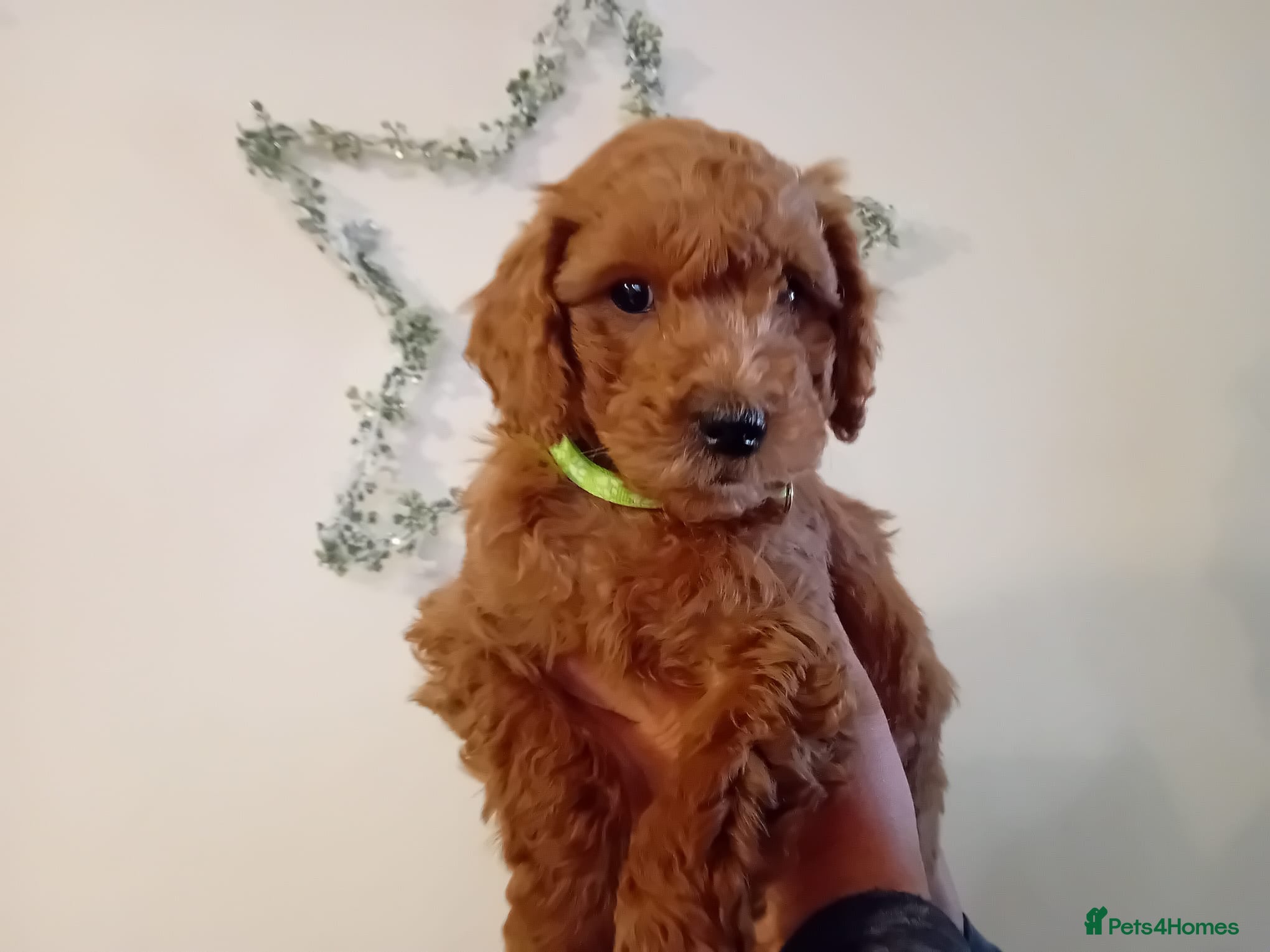 Goldendoodle dogs 9 Weeks old Ready Now. - Advert 9