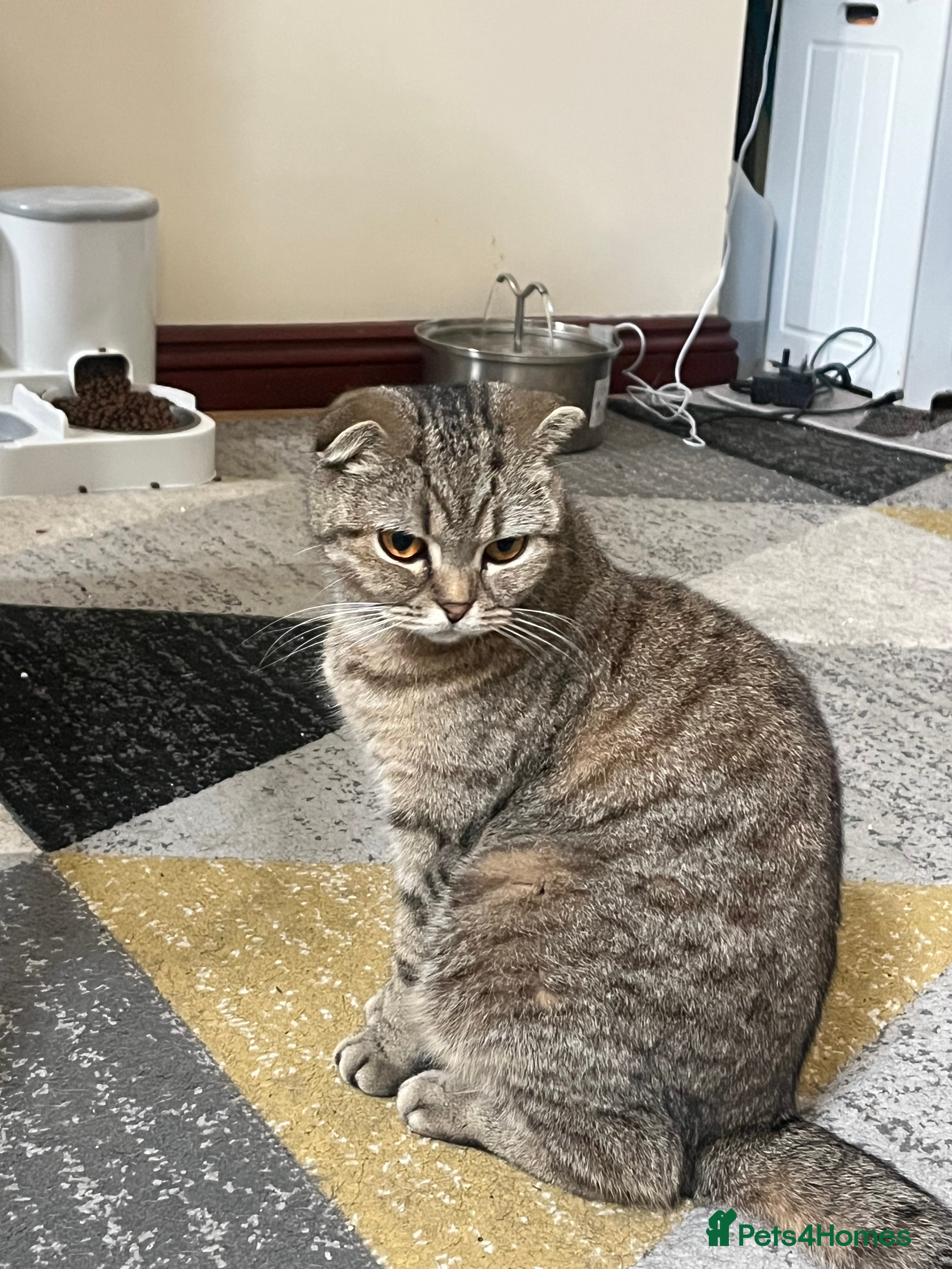 Scottish Fold cats Stunning Female Scottish Fold - Advert 1