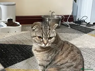 Scottish Fold cats Stunning Female Scottish Fold - Advert 1