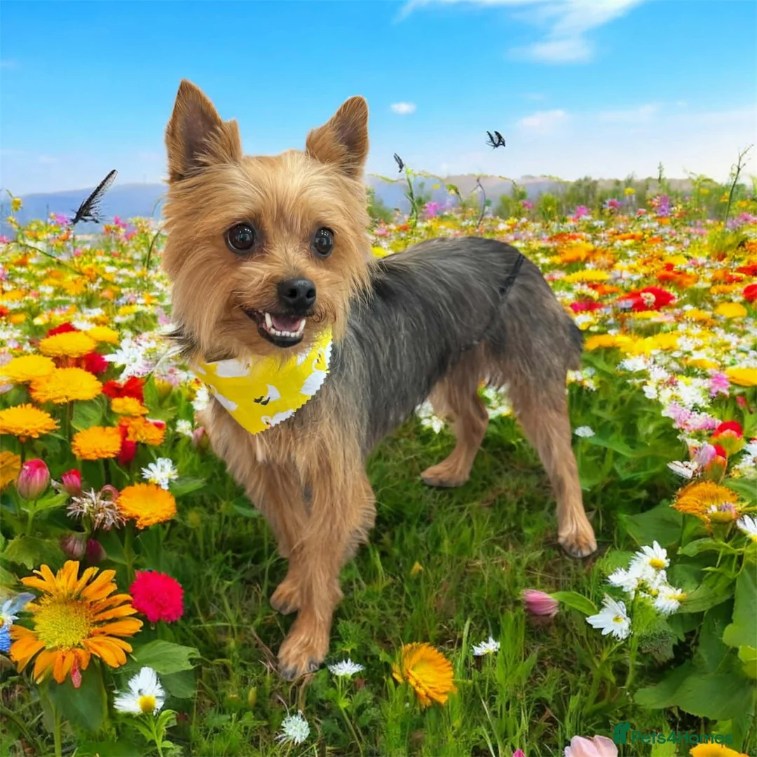 Yorkshire Terrier dogs for sale: Very cute Yorkshire terrier puppies in Ilford - Advert 1
