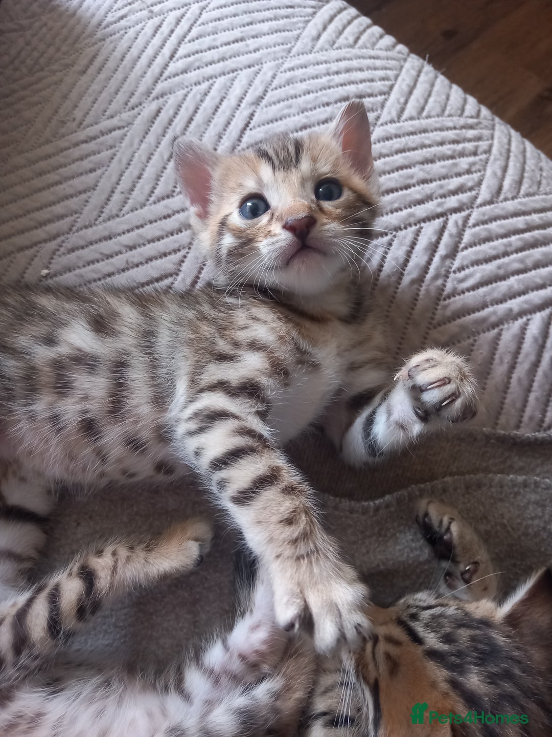 Bengal cats for sale: 3/4 Bengal Kittens ♡ - Image 4