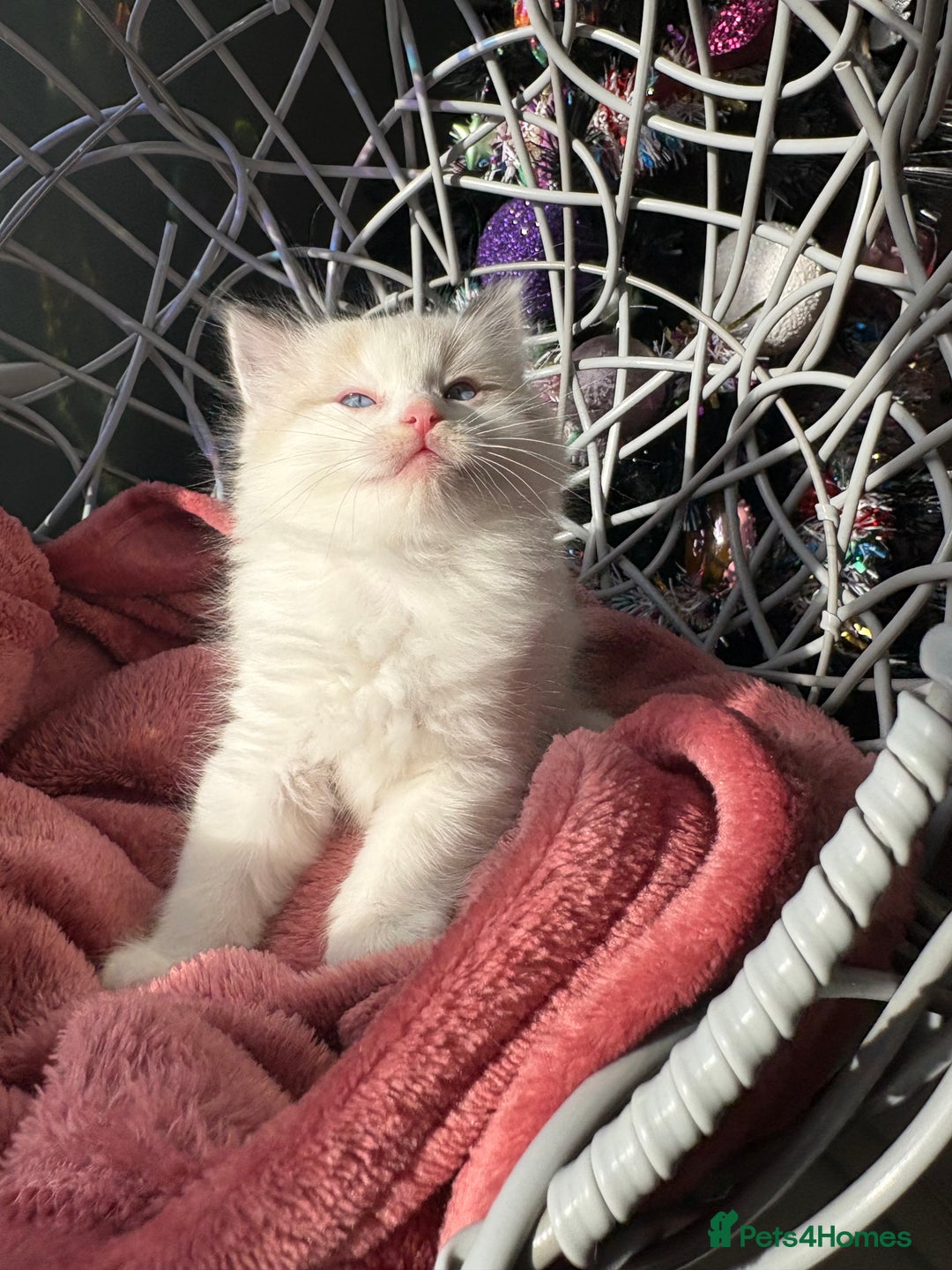 Ragdoll cats for sale: TICA Pedigree Bicolour Ragdoll kittens - Advert 16