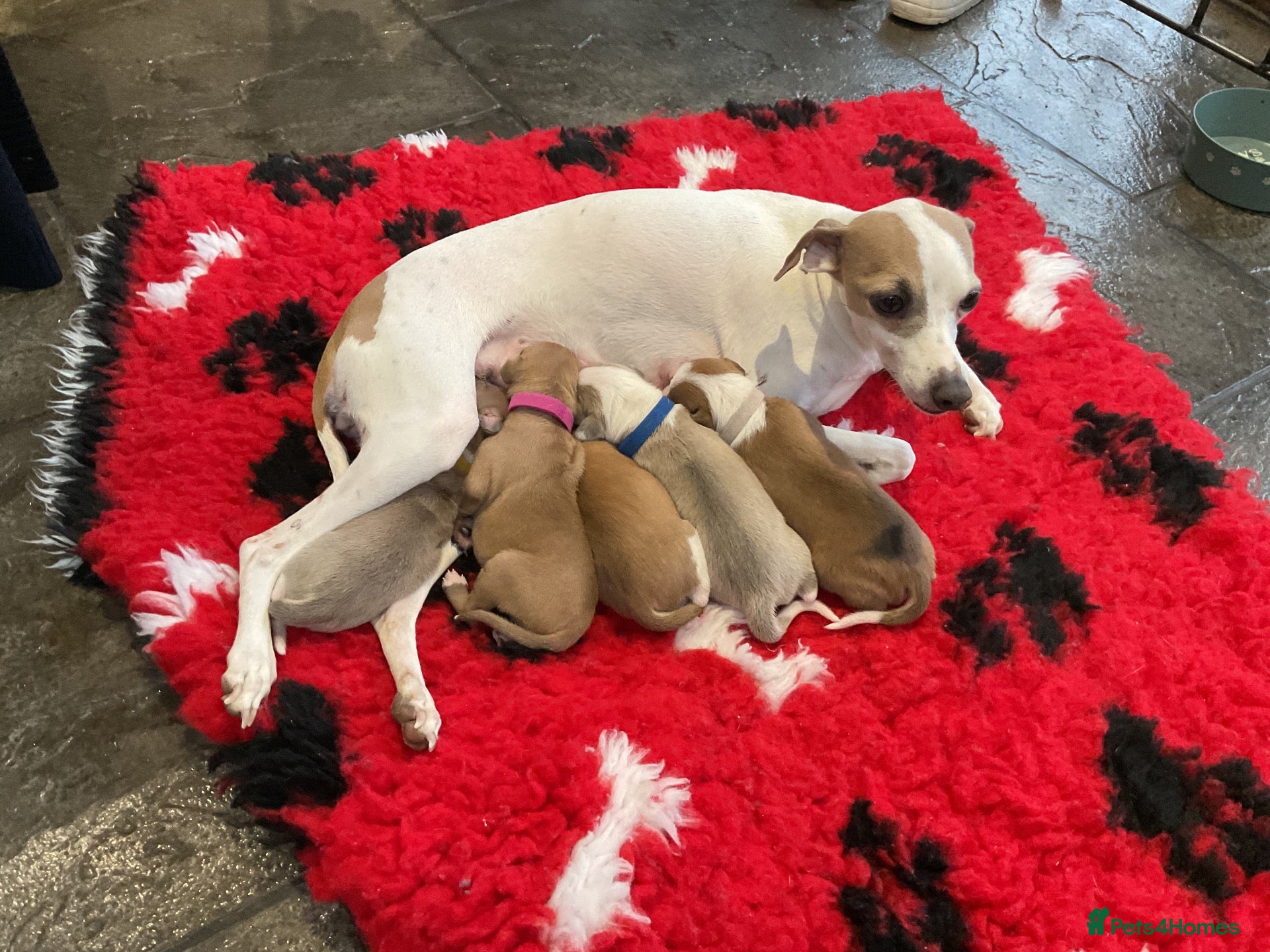 Italian Greyhound dogs Royal kennel club registered  - Advert 12