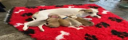 Italian Greyhound dogs for sale: Royal kennel club registered  - Advert 1