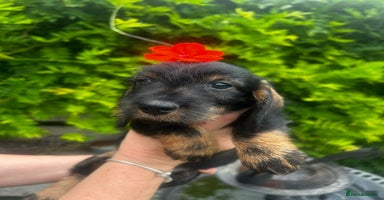 Miniature Dachshund dogs - Advert 6