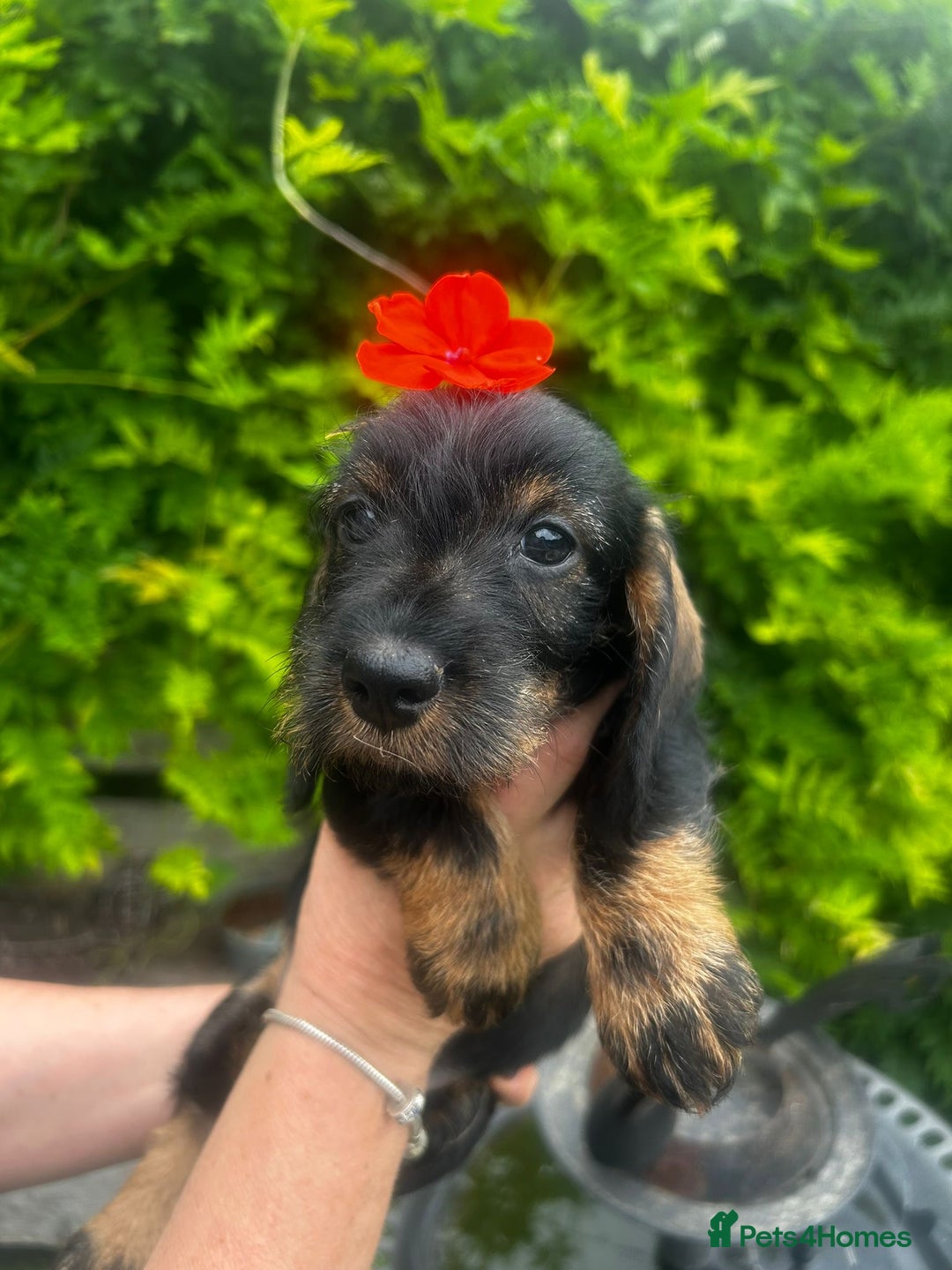 Miniature Dachshund dogs for sale: Miniature Wirehair Dachshund puppies - Image 3