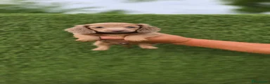 Miniature Dachshund 2