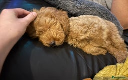 Cavapoo dogs for sale: F1b Cavapoo Puppy DNA Tested Parents +Starter Pack - Advert 3