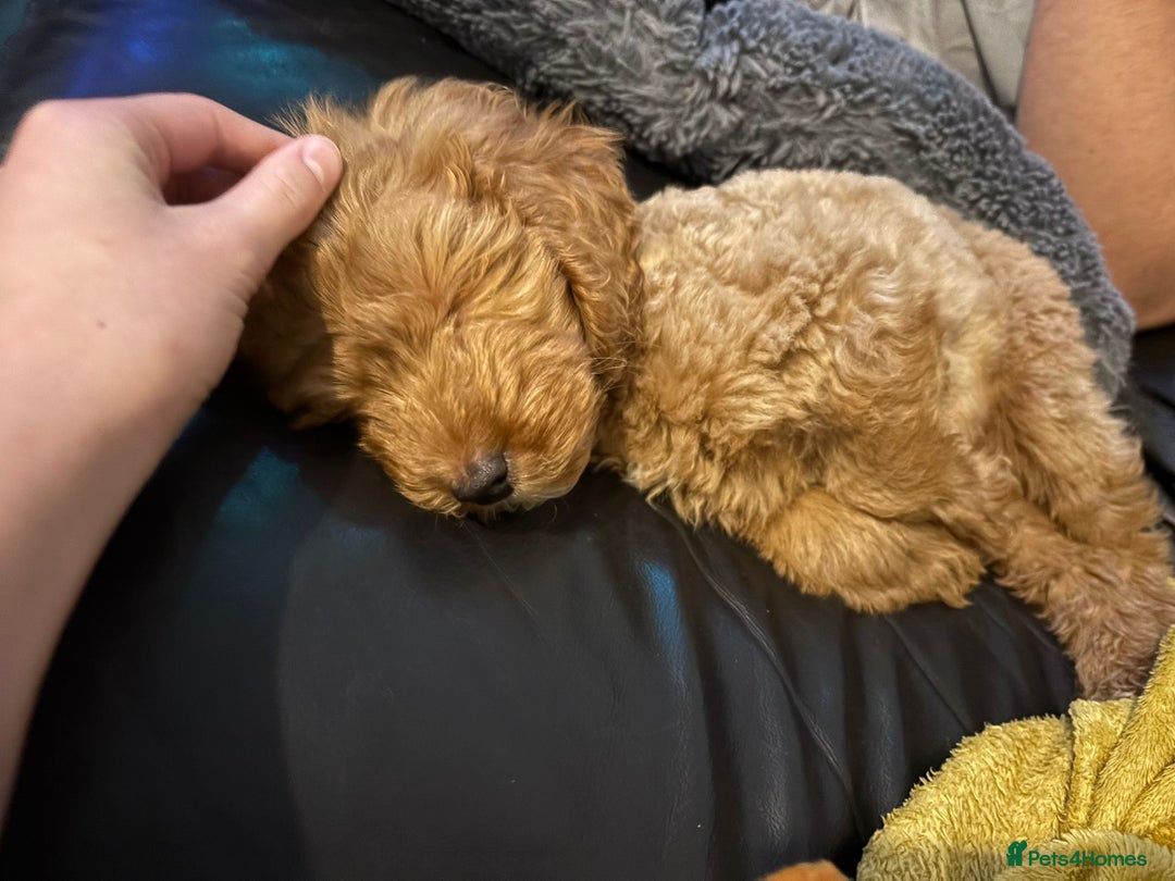 Cavapoo dogs for sale: F1b Cavapoo Puppy DNA Tested Parents +Starter Pack - Advert 3