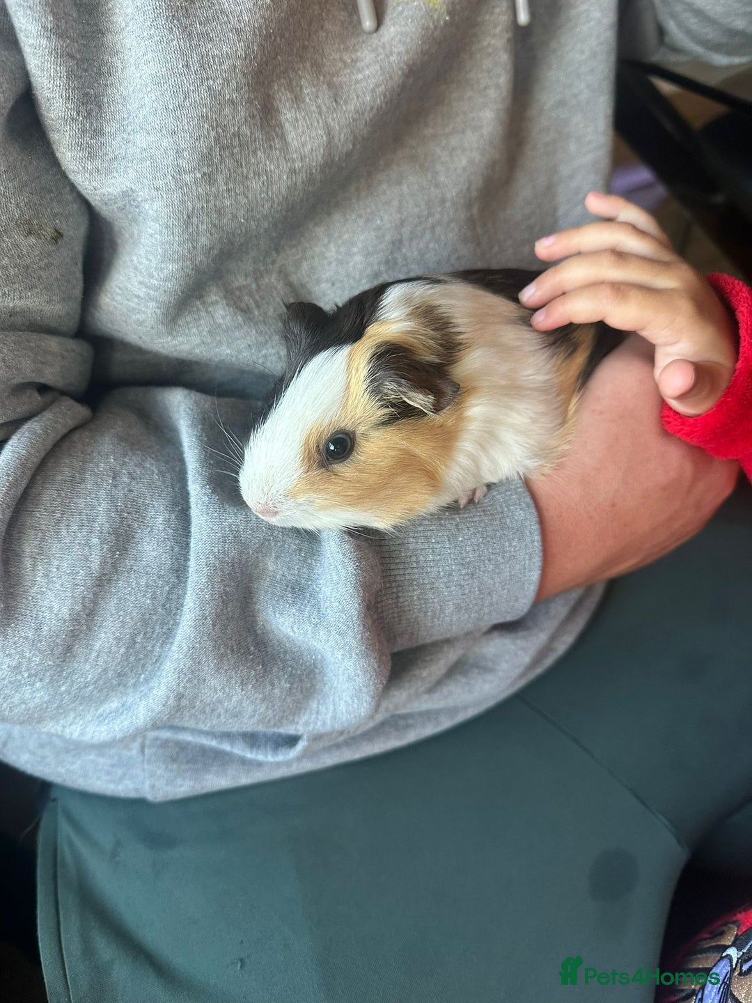 Guinea Pig rodents for sale: 2 guinea pigs for sale with cage  - Image 2