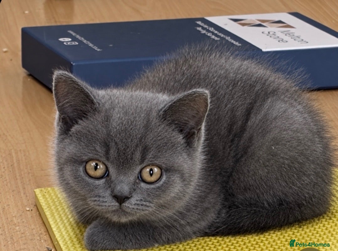 British Shorthair cats Beautiful Blue British Shorthair kittens ready now - Advert 1