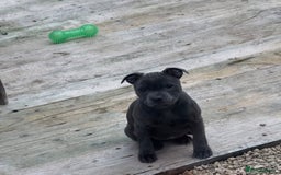 Staffordshire Bull Terrier dogs for stud: A NEW SUPERIOR SOLID BLUE MALE  - Image 8