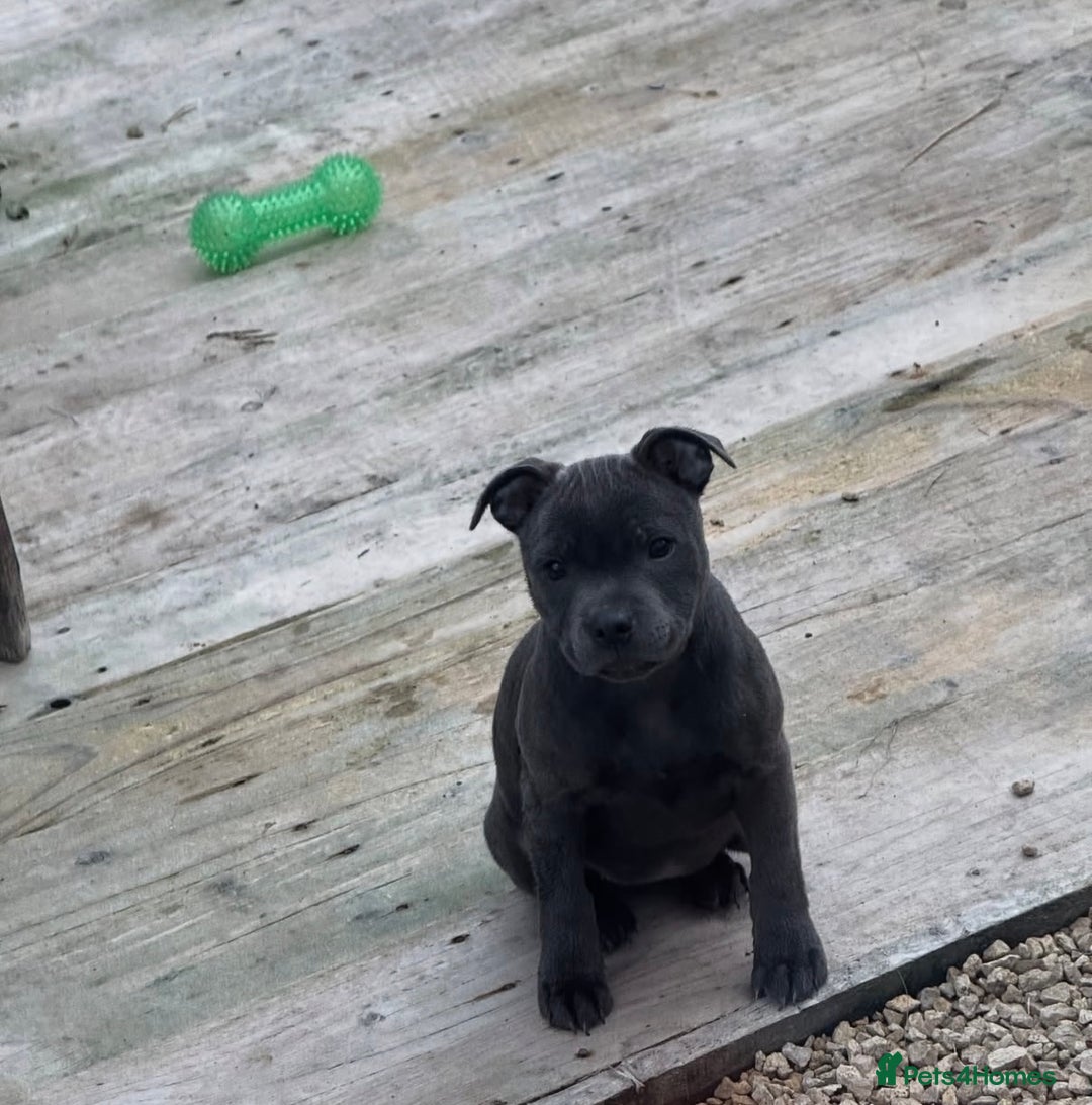 Staffordshire Bull Terrier dogs for stud: A NEW SUPERIOR SOLID BLUE MALE  - Image 8