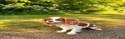Cavalier King Charles Spaniel dogs for sale: Beautiful KC reg 1 year old girl - Advert 5