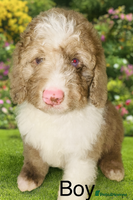 Cockapoo dogs DNA TESTED, last stunning merle boy ready now ❤️ - Advert 2