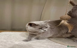 British Shorthair cats for sale: British Shorthair kittens Lilac/Blue 3 Girls 1 Boy - Image 6