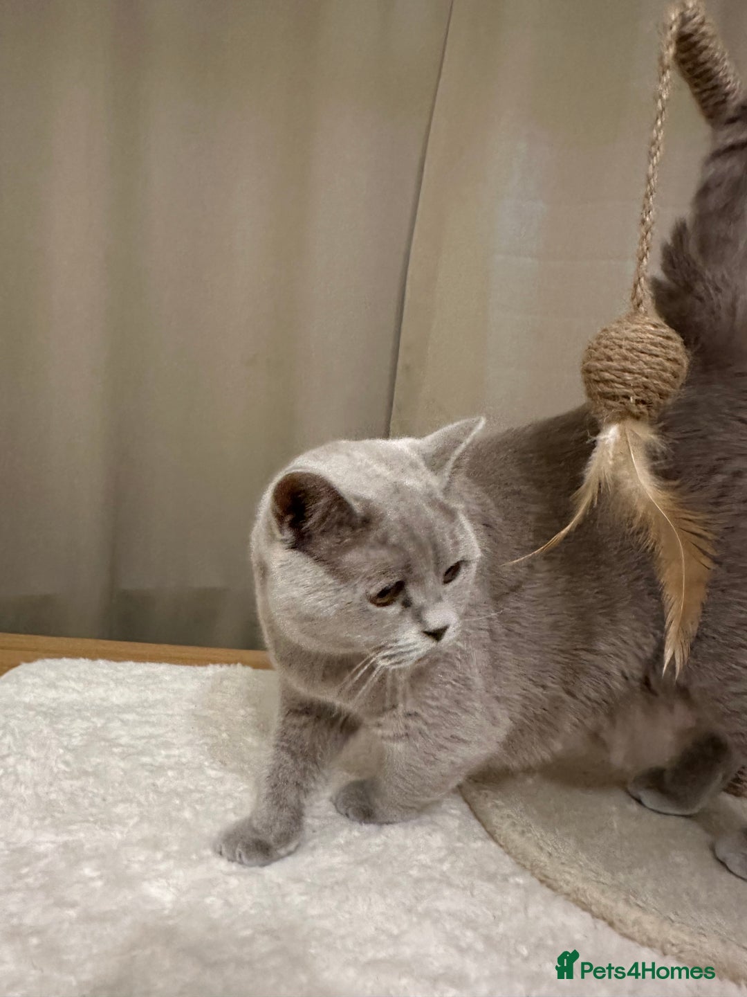 British Shorthair cats for sale: British Shorthair kittens Lilac/Blue 3 Girls 1 Boy - Image 6