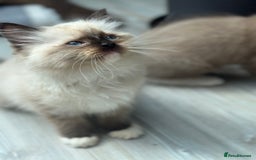 Ragdoll cats for sale: Rare European Chunky ragdolls - Image 11