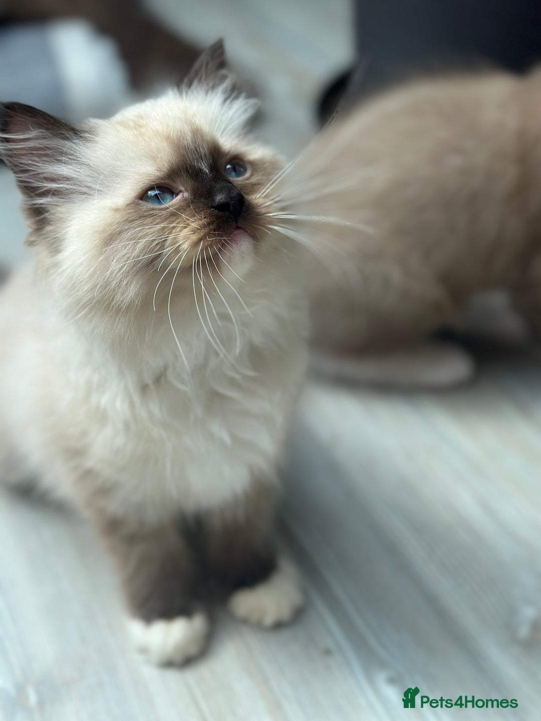 Ragdoll cats for sale: Rare European Chunky ragdolls - Image 11