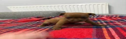 Patterdale Terrier dogs for sale: Patterdale terrier pups  - Advert 3