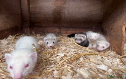 Ferret rodents for sale: Male ferrets born may 25 - Image 11