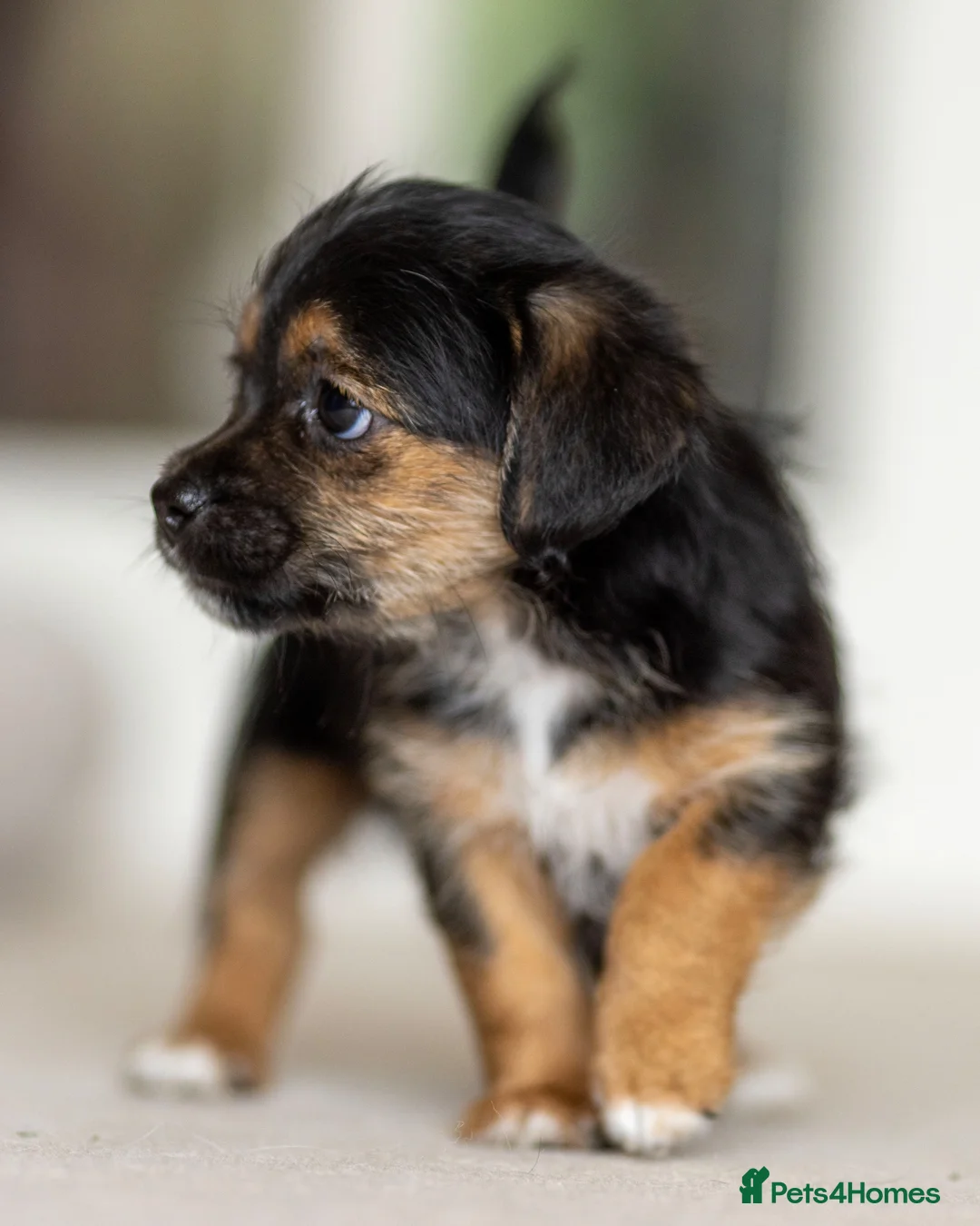Jack Russell dogs for sale: Gorgeous Jack Russell Puppies  in Newbury - Advert 2