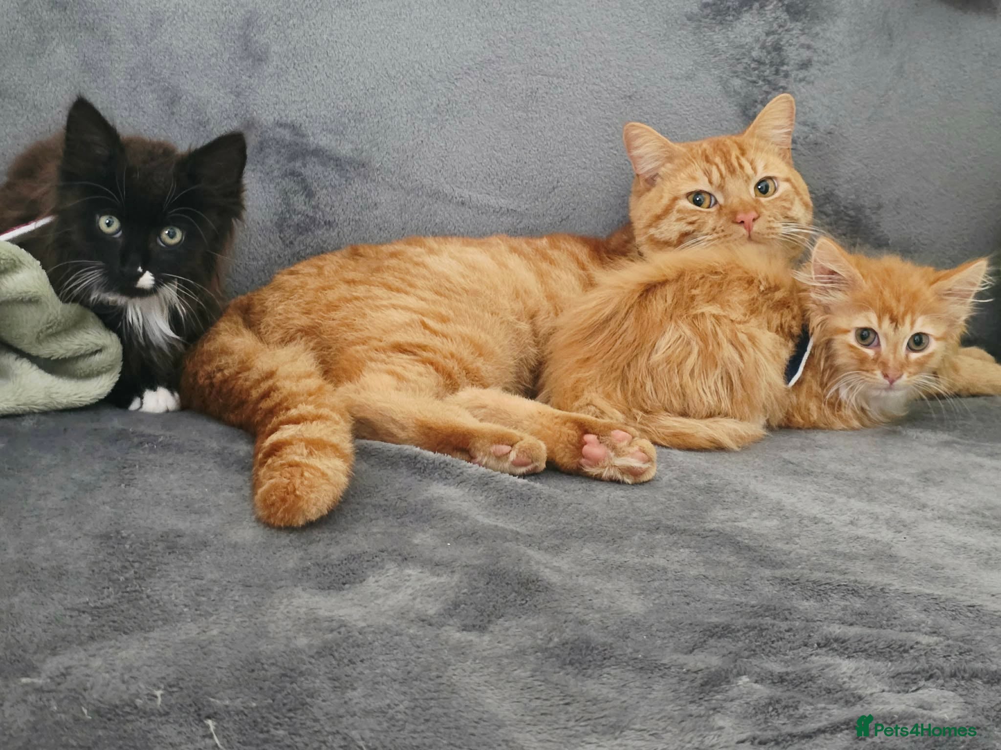 Mixed Breed cats Rehome  - Advert 5