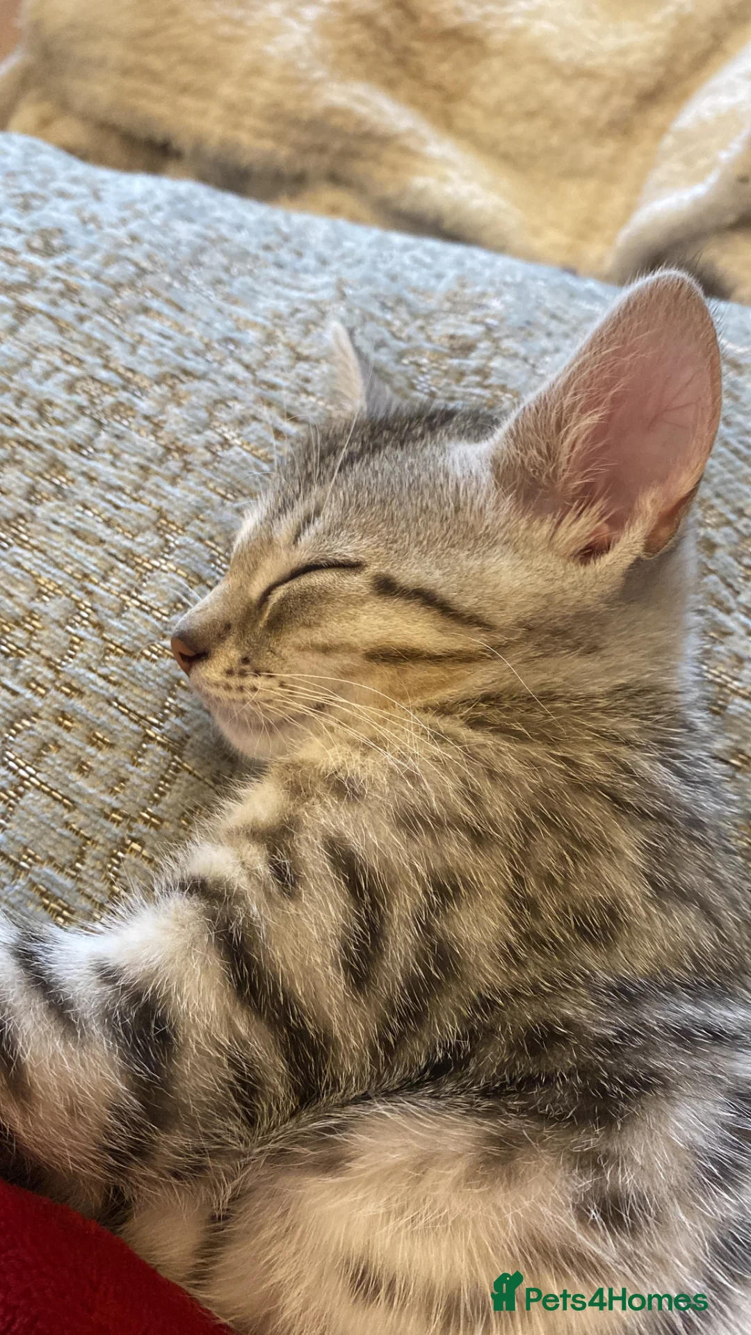 Bengal cats for sale: Beautiful male bengal kitten - Advert 1