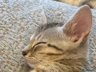 Bengal cats Beautiful male bengal kitten - Advert 3