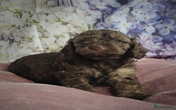 Cockapoo dogs for sale: sable & phantom & tri colour cockapoo puppies  - Image 10